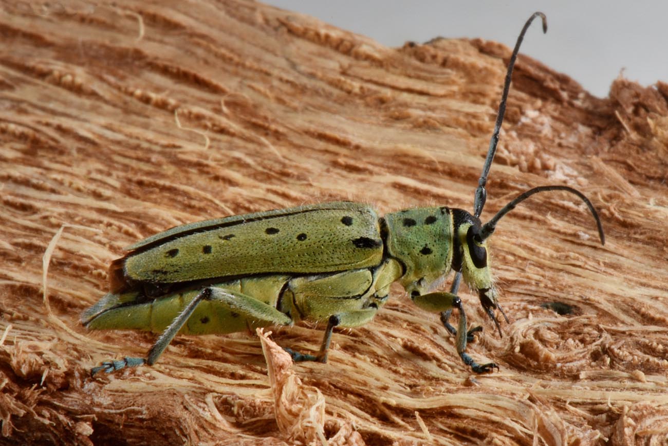 Cerambycidae:  Saperda punctata? S  !